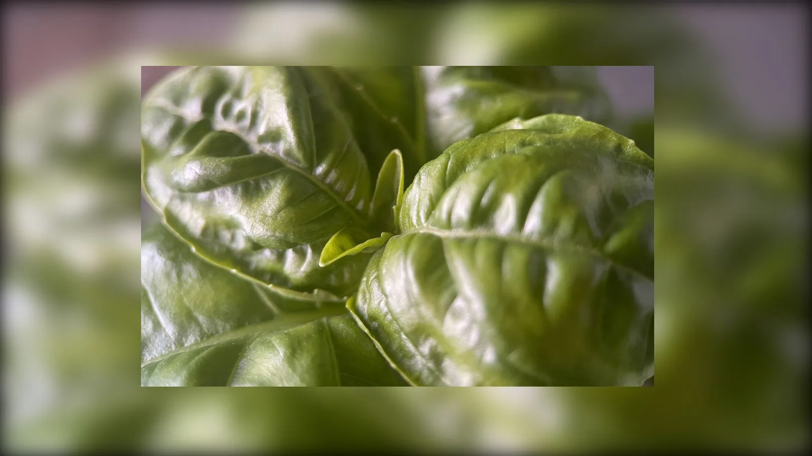 Busols & Savvy Foods