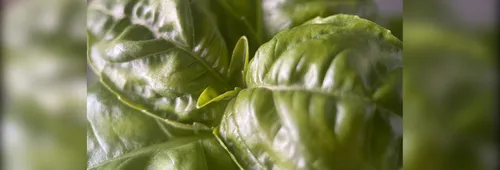 Busols & Savvy Foods