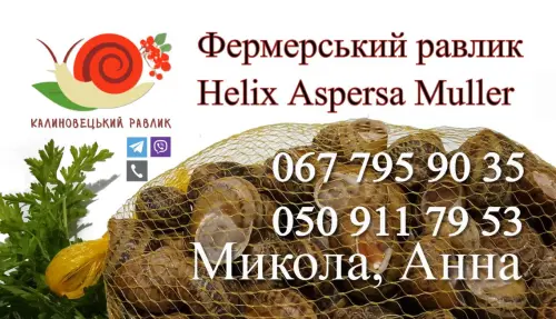 Калиновецький равлик