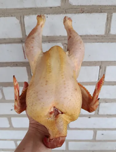 Курочка бройлер домашній - 2