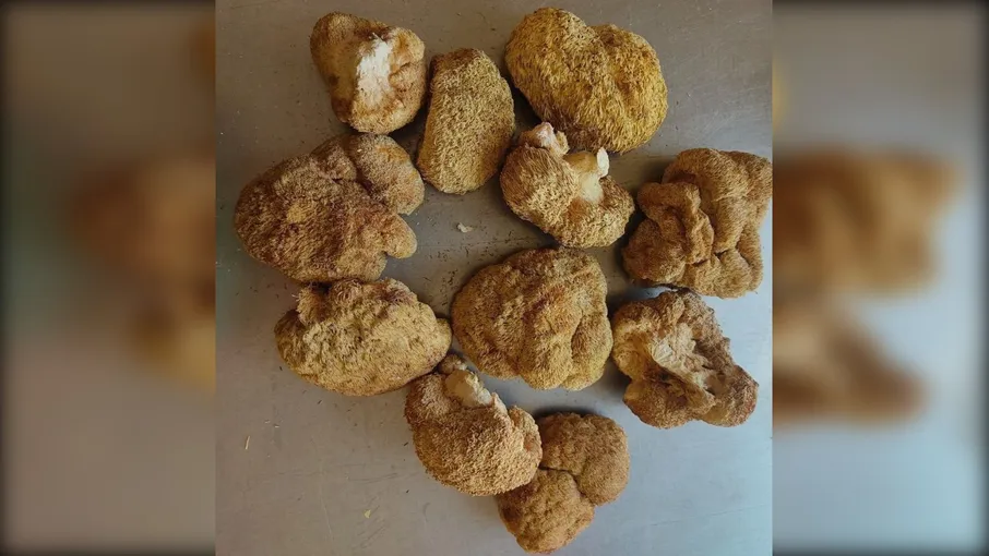 Гриб Їжовик гребінчастий, цільний/мелений, 100 г - 8