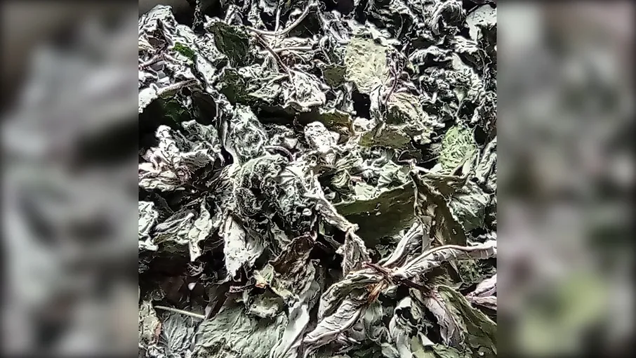 Листя м'яти/мел - 2