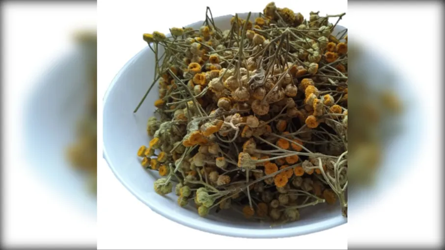 5 кг пижма квіти приворотень пижмо tanacetum - 2