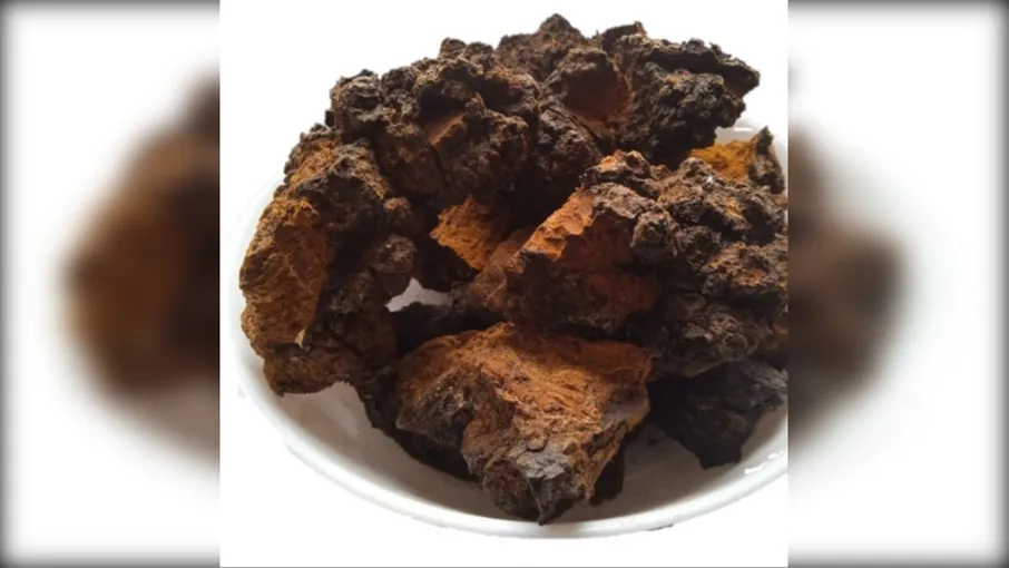 5 кг чага березовий гриб inonotus obliquus - 4