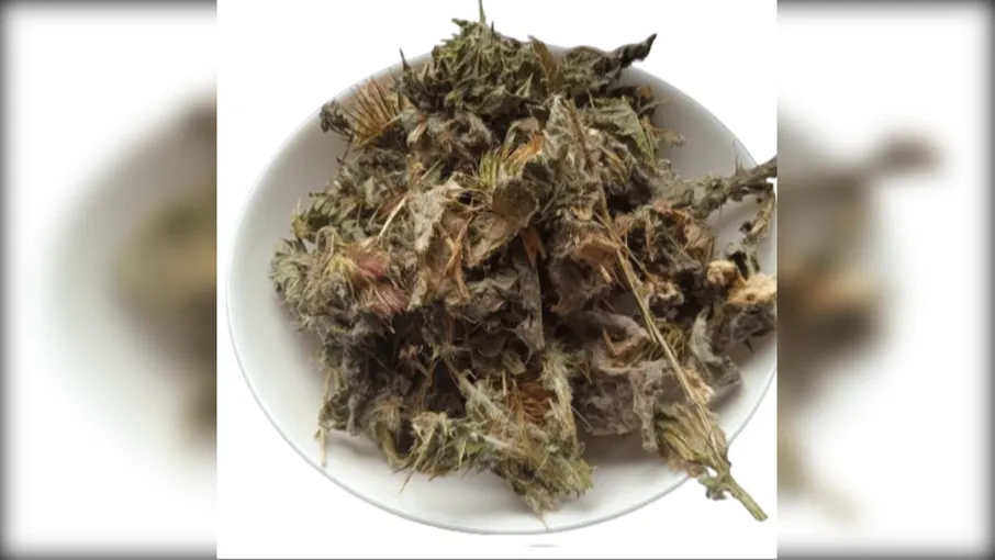 5 кг татарник трава чортополох onopordum  - 3