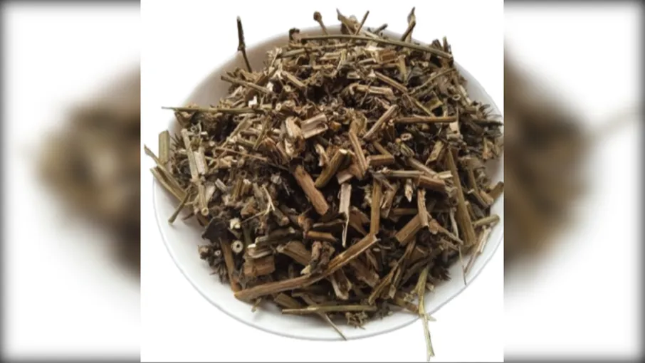 5 кг цикорій трава cichorium endivia - 3