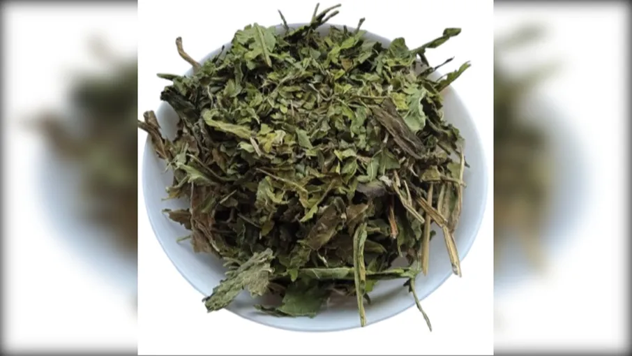 5 кг соняшник листя helianthus annuus - 3