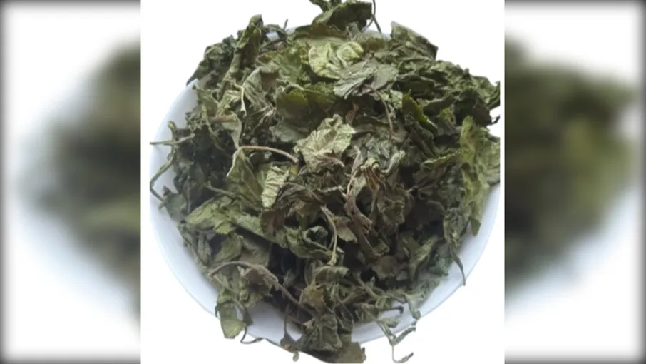 5 кг бузина чорна листя бездерево sambucus nigra - 3