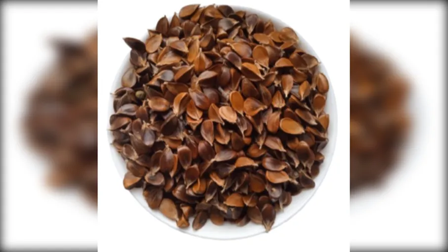 5 кг бук насіння fagus sylvatica - 3