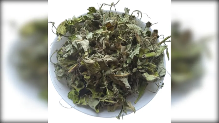 5 кг ваточник сирійський трава asclepias syriaca - 3