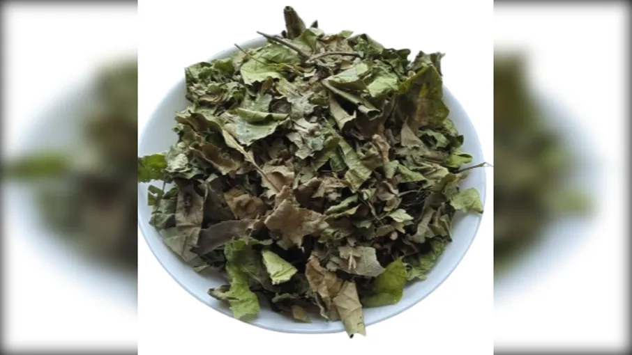 5 кг дуб листя quercus robur - 3