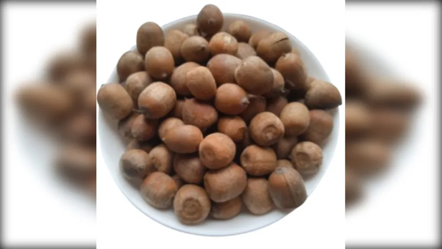 5 кг Жолудь червоний плоди сушені quercus rubra - 3
