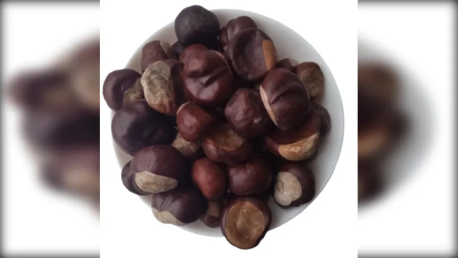 5 кг каштан плоди Aesculus hippocastanum - 3
