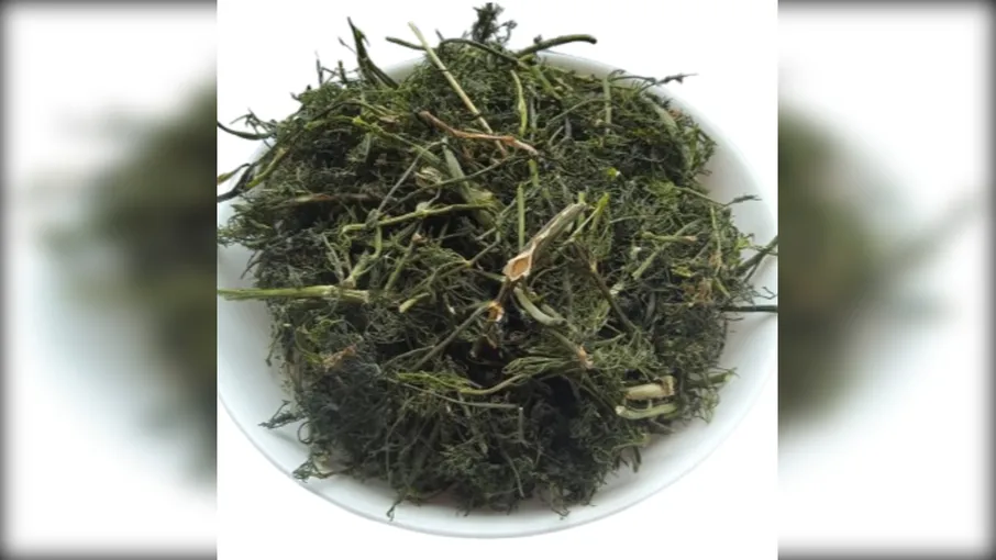 5 кг Кріп укроп трава Anethum graveolens - 3