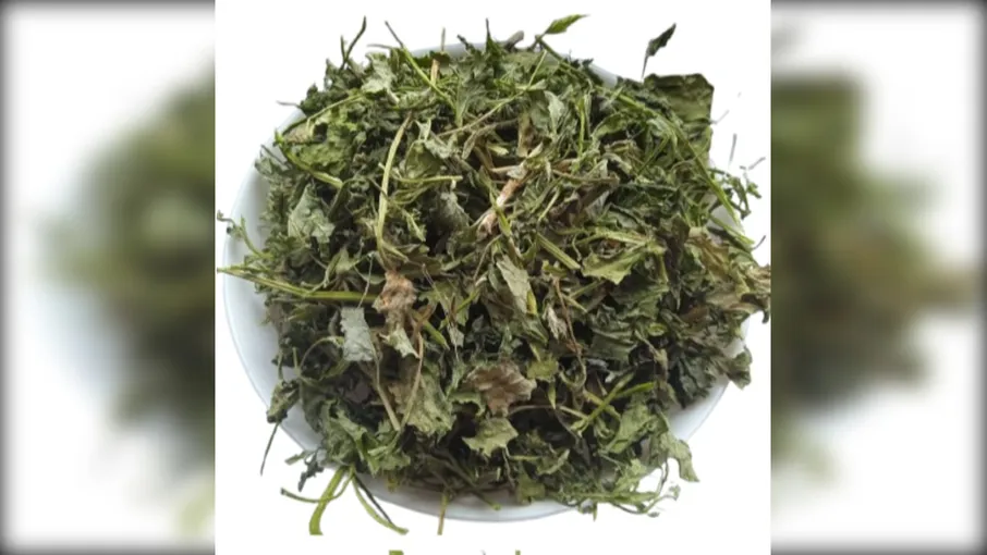 5 кг лобода остиста трава chenopodium aristatum - 3