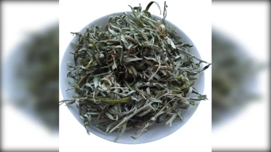 5 кг Обліпиха листя Hippophae rhamnoides - 3