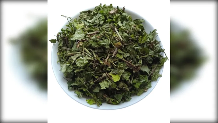 5 кг Розхідник трава Будра Glechoma hederacea - 3