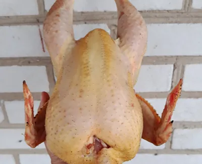 Курочка бройлер домашній-harvy.market