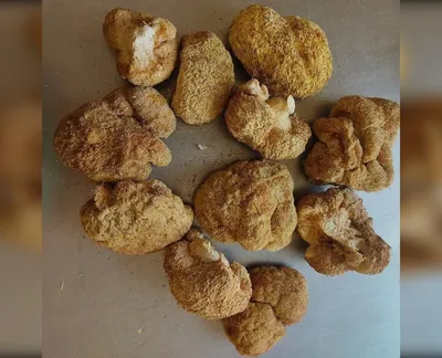 Гриб Їжовик гребінчастий, цільний/мелений, 100 г-harvy.market