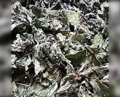 Листя м'яти/мел-harvy.market