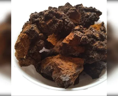 5 кг чага березовий гриб inonotus obliquus-harvy.market