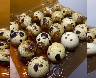 Перепелині яйця-harvy.market