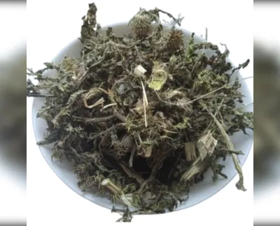 5 кг Чортополох трава Осотій Carduus acanthoides-harvy.market