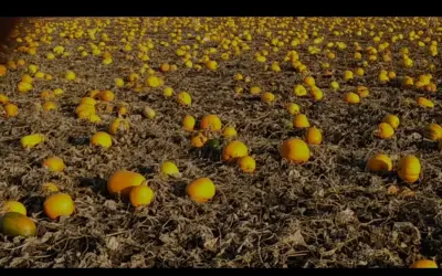 Насіння гарбузове-harvy.market