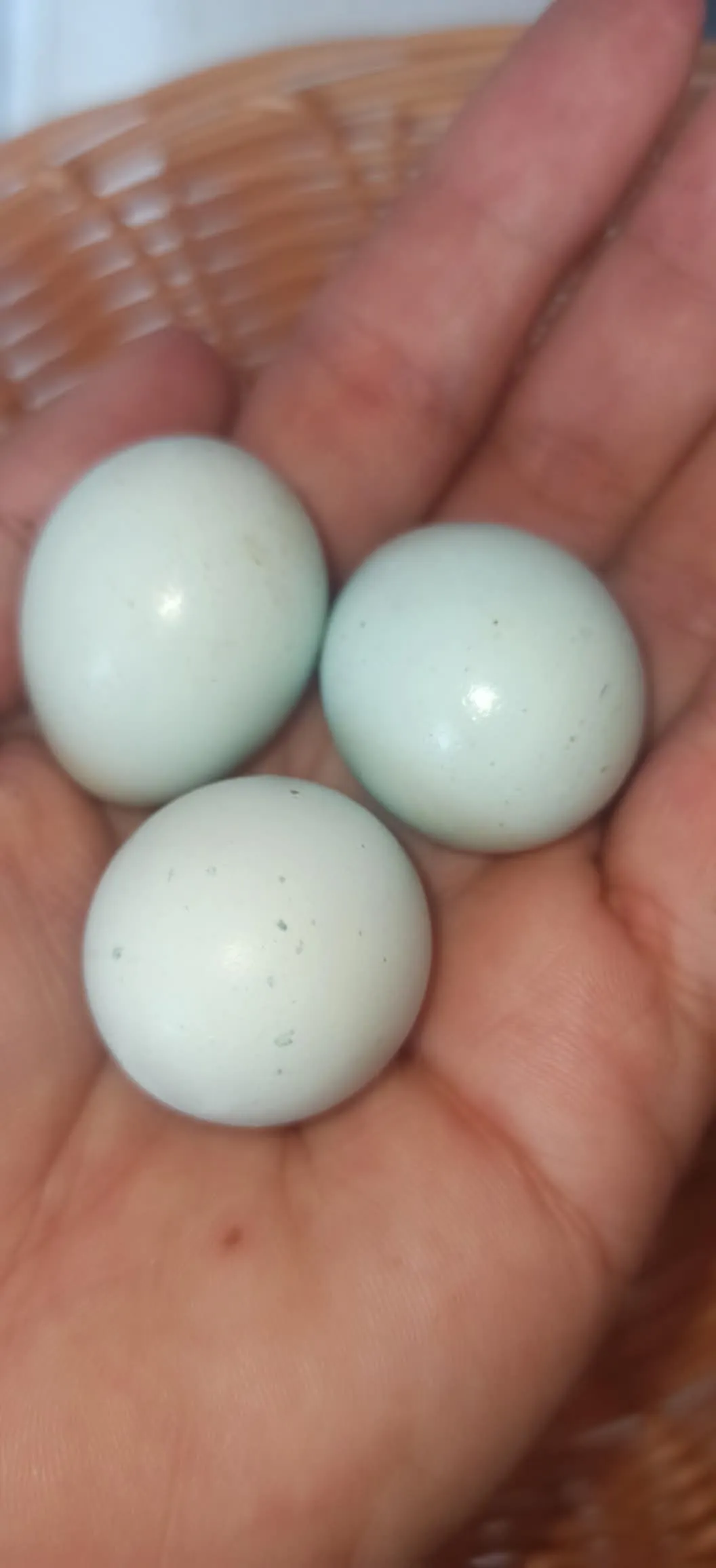 Яйце перепелине блакитне - 2