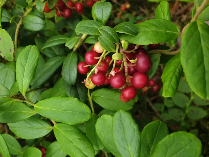Брусниця свіжа,перетерта з цукром - 2