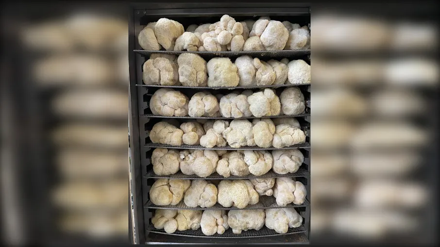 Гриб Їжовик гребінчастий, цільний/мелений, 100 г - 5