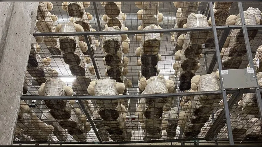 Гриб Їжовик гребінчастий, цільний/мелений, 100 г - 4