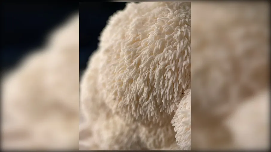 Гриб Їжовик гребінчастий, цільний/мелений, 100 г - 7