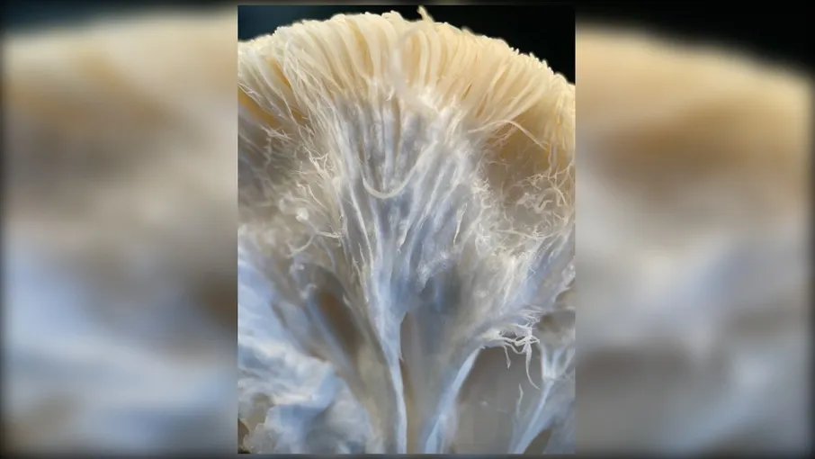 Гриб Їжовик гребінчастий, цільний/мелений, 100 г - 6