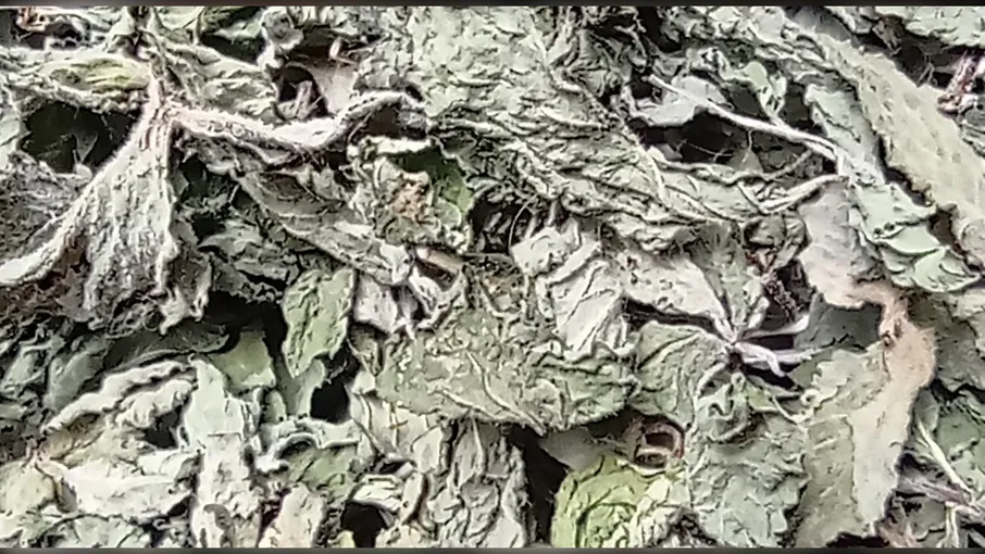 Листя м'яти/мел - 1