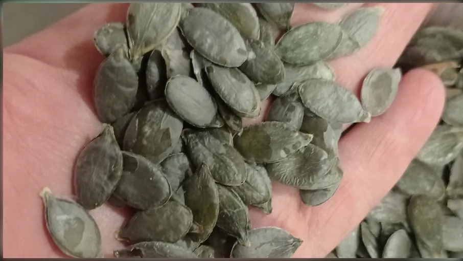 Насіння гарбузове  - 1