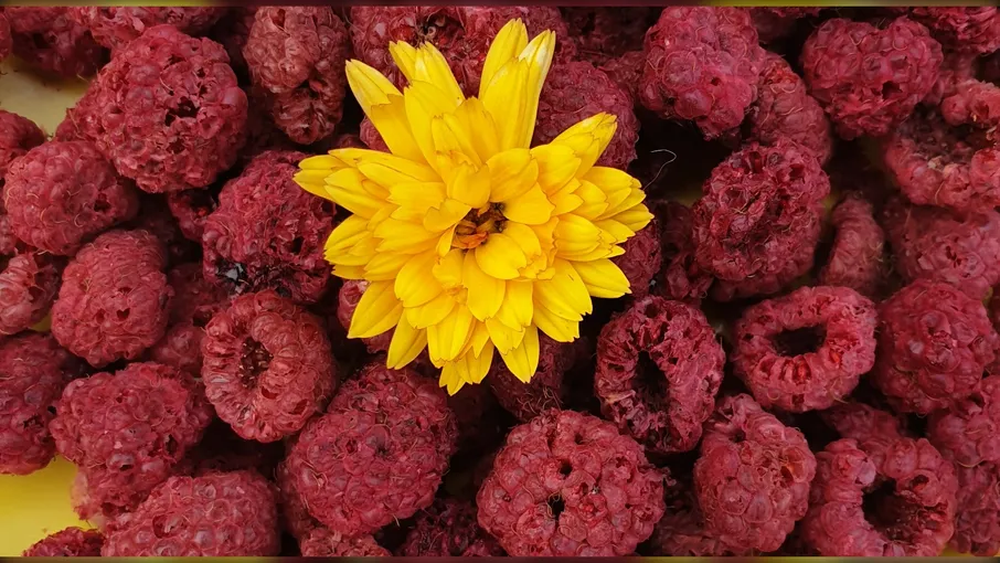 Малина сушена  - 1