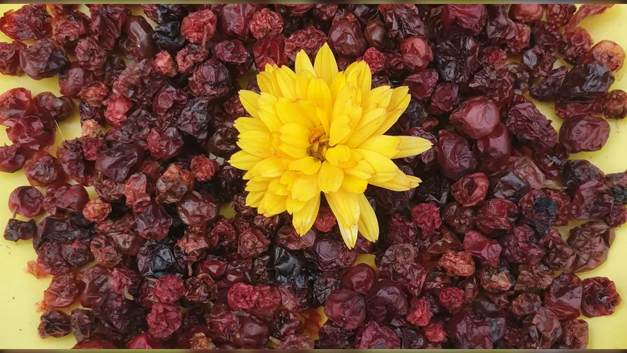 Брусниця сушена  - 1