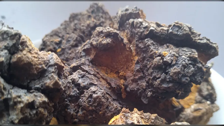 5 кг чага березовий гриб inonotus obliquus - 2