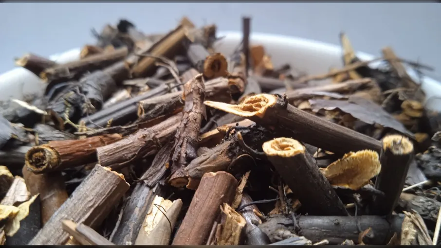 5 кг сабельник корінь вовче тіло potentilla - 2