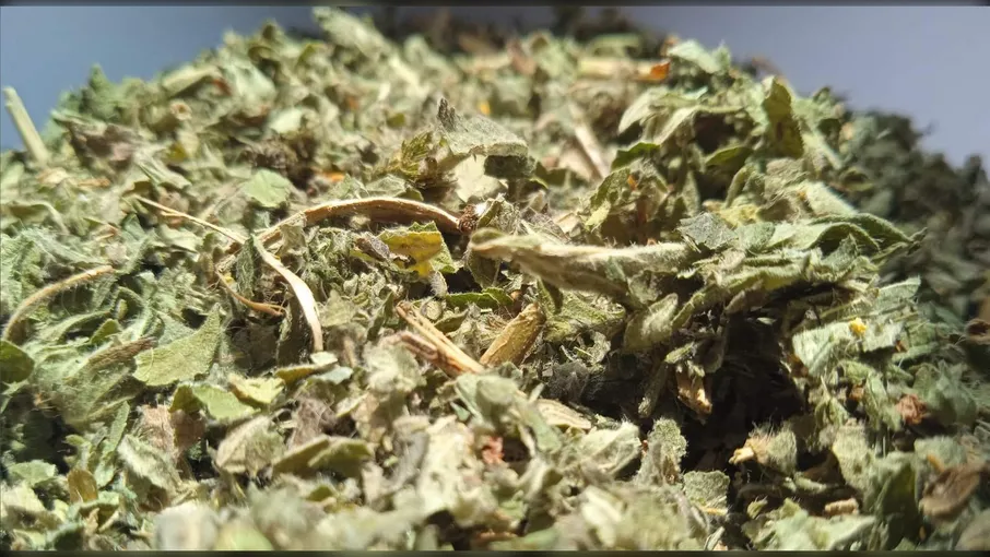 5 кг парило трава репяшок agrimonia eupatoria - 2