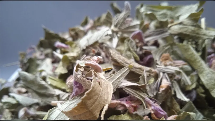 5 кг залізняк колючий трава зопник phlomis - 3