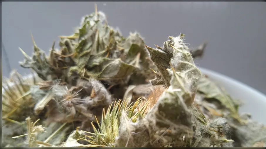 5 кг татарник трава чортополох onopordum  - 2