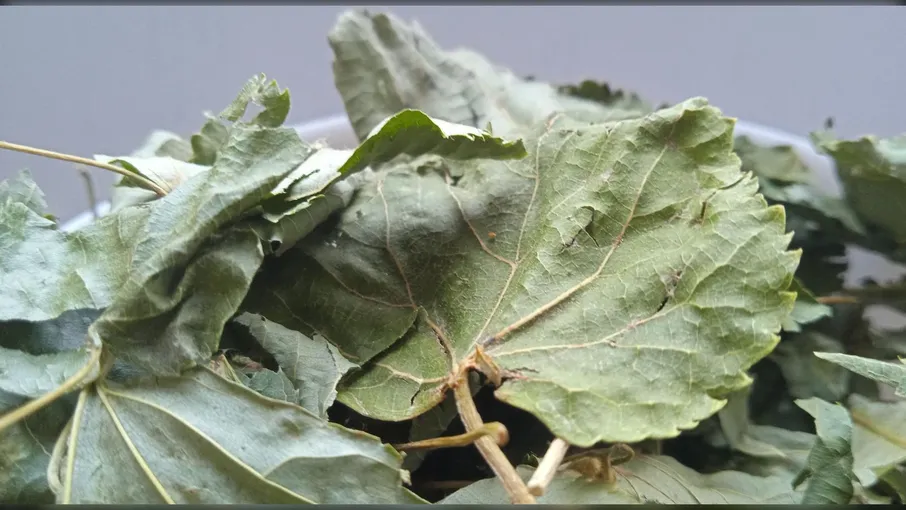 5 кг липа листя tilia - 2