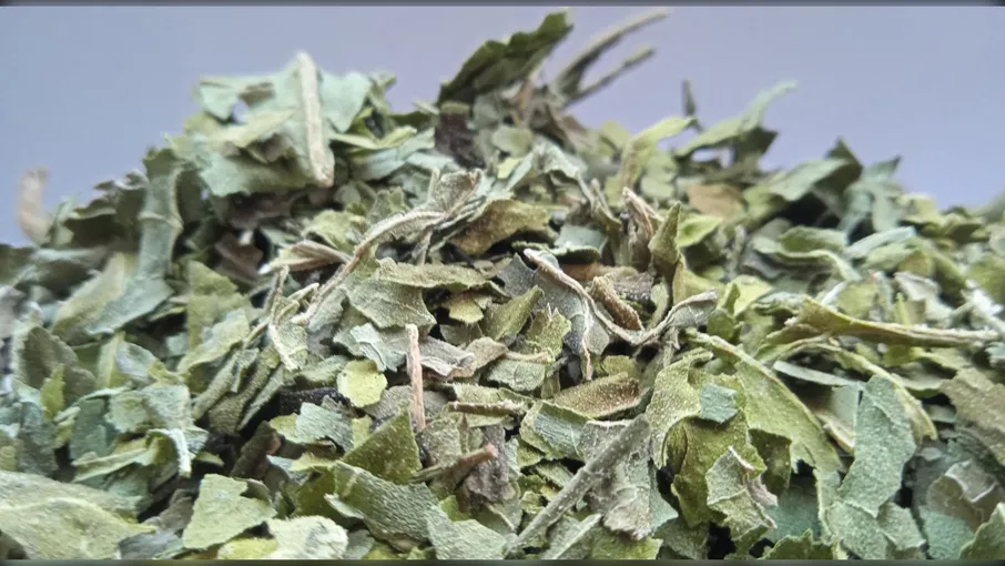 5 кг соняшник листя helianthus annuus - 2