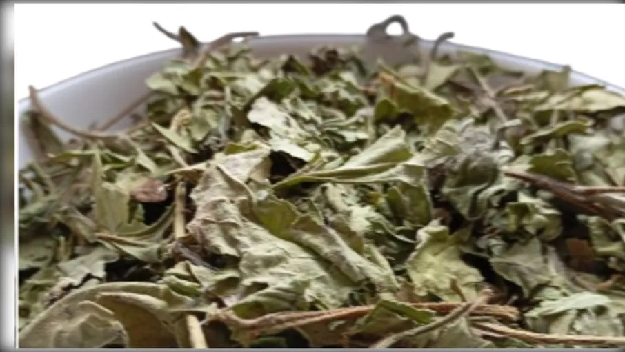 5 кг топінамбур листя соняшник - 2