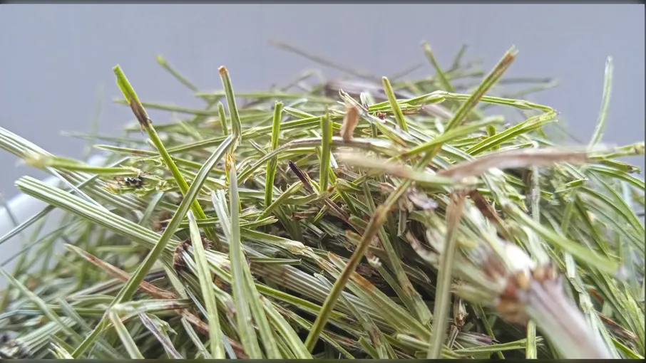 5 кг хвощ польовий трава хвойка equisetum - 2