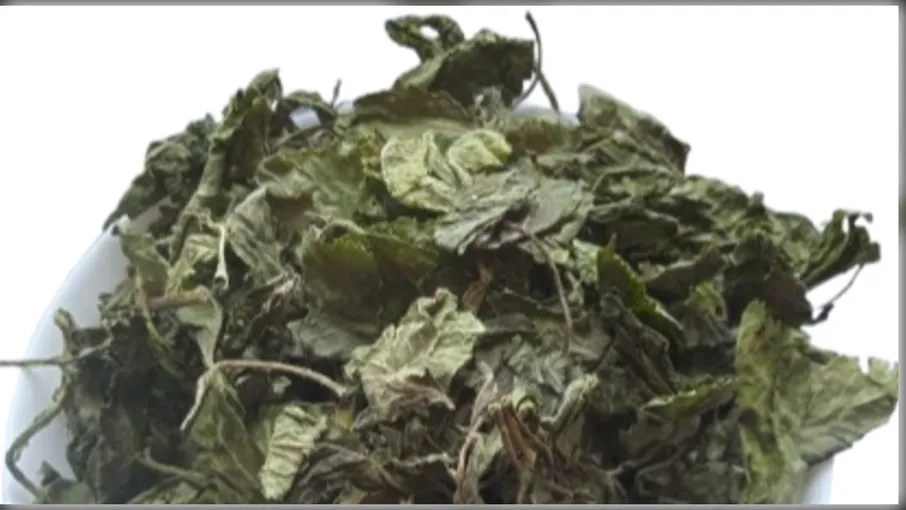 5 кг бузина чорна листя бездерево sambucus nigra - 2
