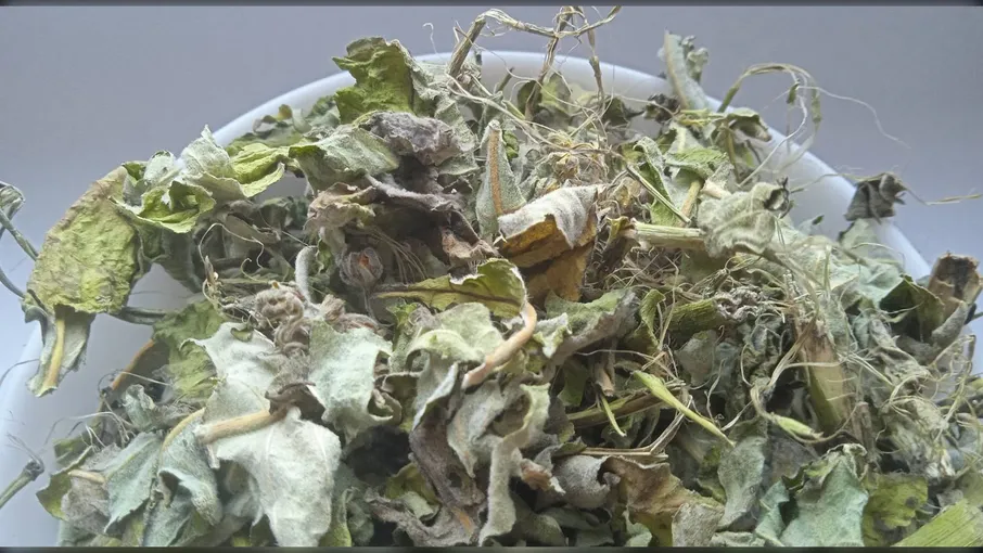 5 кг ваточник сирійський трава asclepias syriaca - 2