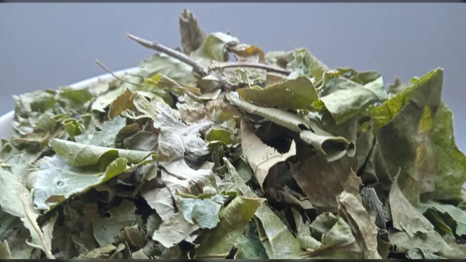 5 кг дуб листя quercus robur - 2